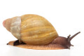 Archachatina porphyrostoma Nigeria B albino shell semiadult, 5cm